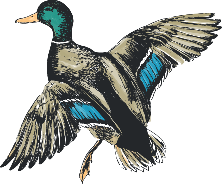 Mallard Classic Youth