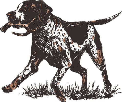Bird Dog