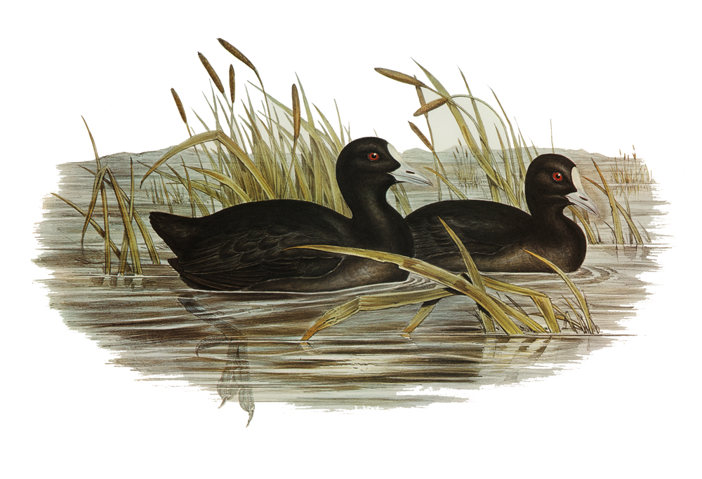Marsh Pair