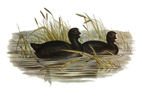 Marsh Pair